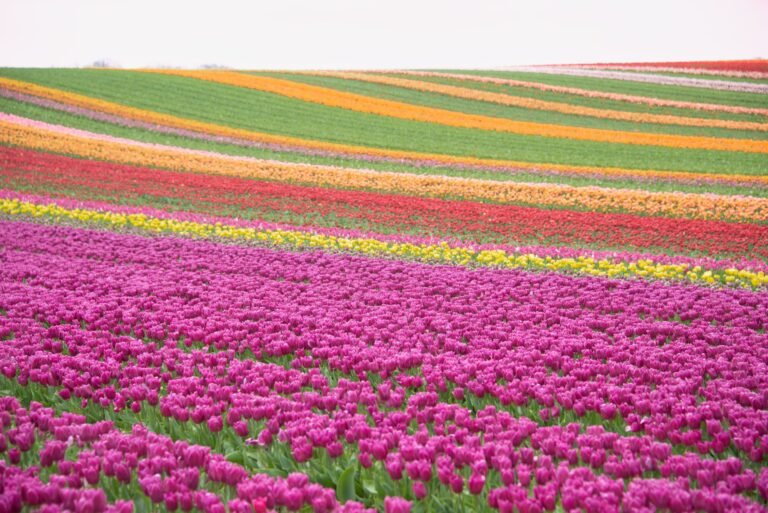 Netherlands