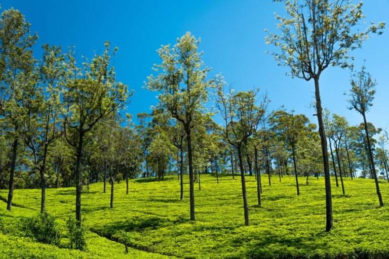 Sri Lanka